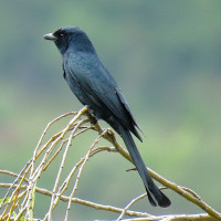 Black Drongo